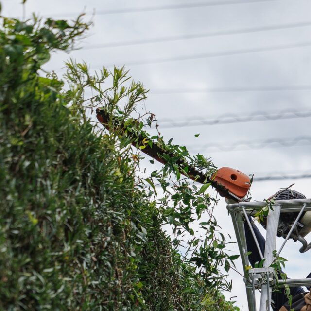 #ヘッジトリマー #生垣刈込 #イヌマキ #天端 #浜松 #庭屋さん #植木屋 #造園業 #剪定