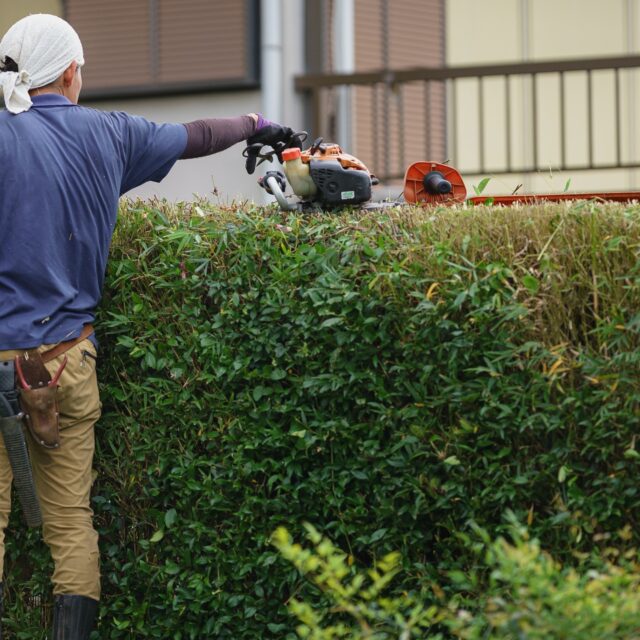 #浜松 #庭屋さん #植木屋さん #高所作業 #ヘッジトリマー #剪定