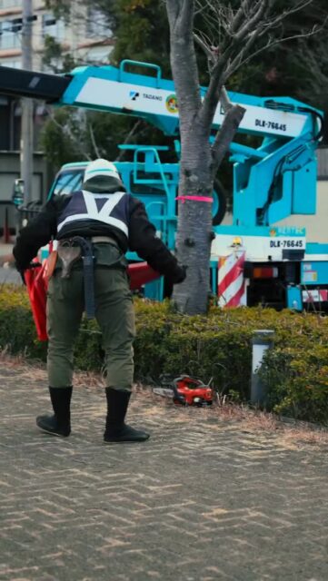 街路樹の桜の木を剪定する様子をお届けします📷

他に街路樹だと、切ってそのままのことが多いのですが

桜の木は切りっぱなしだと枯れてしまうので、

切りあとに薬を塗ります。

この薬を、癒合剤と言います✨

コレ…テストに出るかもよ〜😏

ｰｰｰｰｰ

防草シート、人工芝、天然芝の施工や
庭園管理や庭づくりに関するお問い合わせは
プロフィール欄にあるURLよりお願いいたします。
お庭に関すること、お気軽にご相談ください。
→ @2754z ←

ｰｰｰｰｰｰ

#手に職系 #浜松 #庭づくり #造園 #剪定