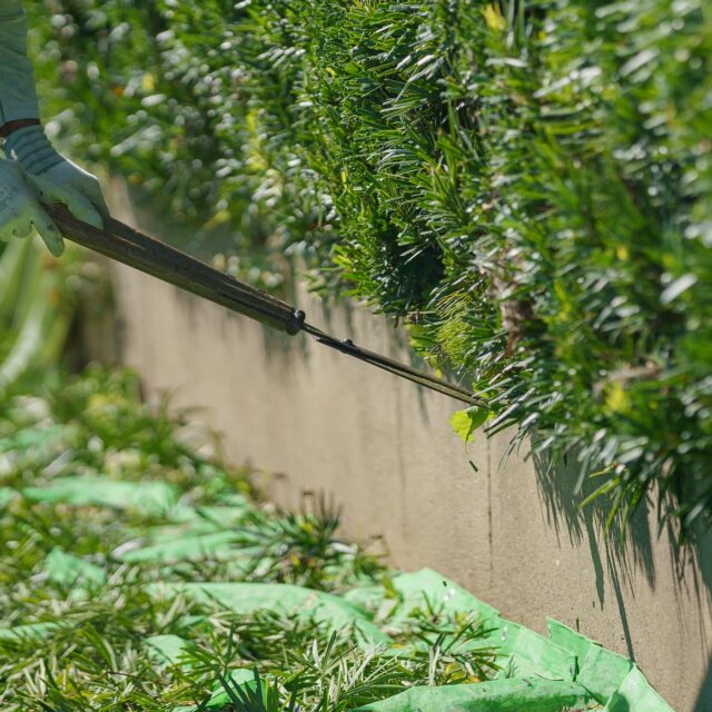 #生垣剪定 #裾までシッカリ #とても重要 #浜松 #造園 #庭木手入れ#剪定