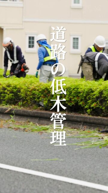道路を走っていて、街路樹を剪定している場面に出くわすことがあるかと思います。

通り過ぎる時は一瞬で　わかりにくいかもしれませんが

役割分担がしっかりしていて、スピーディに作業できるようにしています🌱

バババっと作業して、ダダダっと次の植栽へと進んでいきます✂️

ｰｰｰｰｰｰ

庭園管理や庭づくりに関するお問い合わせは
プロフィール欄にあるURLよりお願いいたします。
お庭に関すること、お気軽にご相談ください。
→ @2754z ←

ｰｰｰｰｰｰ

#造園 #庭屋 #手に職系 #街路樹 #剪定