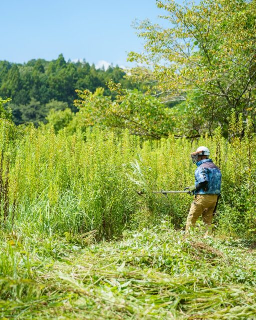 なぜ、草を刈るのかと聞かれたら

そこに、草があるから。

と答えるしかないくらい、手強い相手と対峙することがあります。

草と対峙し、草を退治する✂️🌱

ｰｰｰｰｰｰ

庭園管理や庭づくりに関するお問い合わせは
プロフィール欄にあるURLよりお願いいたします。
お庭に関すること、お気軽にご相談ください。
→ @2754z ←

ｰｰｰｰｰｰ

#造園 #庭屋 #手に職系 #庭づくり #除草