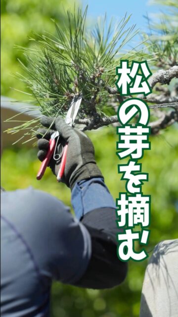 松の新芽を摘むことで

松の育つ方向を整え、綺麗な松に仕立てていきます🌲

どの芽を摘むと、どう育つのか。

イメージを膨らませながら摘んでいきます✂️

パチンパチンとハサミの音を聞いていると、

なんだか落ち着けます（私だけ？）☺️

ｰｰｰｰｰｰ

庭園管理や庭づくりに関するお問い合わせは
プロフィール欄にあるURLよりお願いいたします。
お庭に関すること、お気軽にご相談ください。
→ @2754z ←

ｰｰｰｰｰｰ

#造園 #庭屋 #手に職系 #剪定 #松