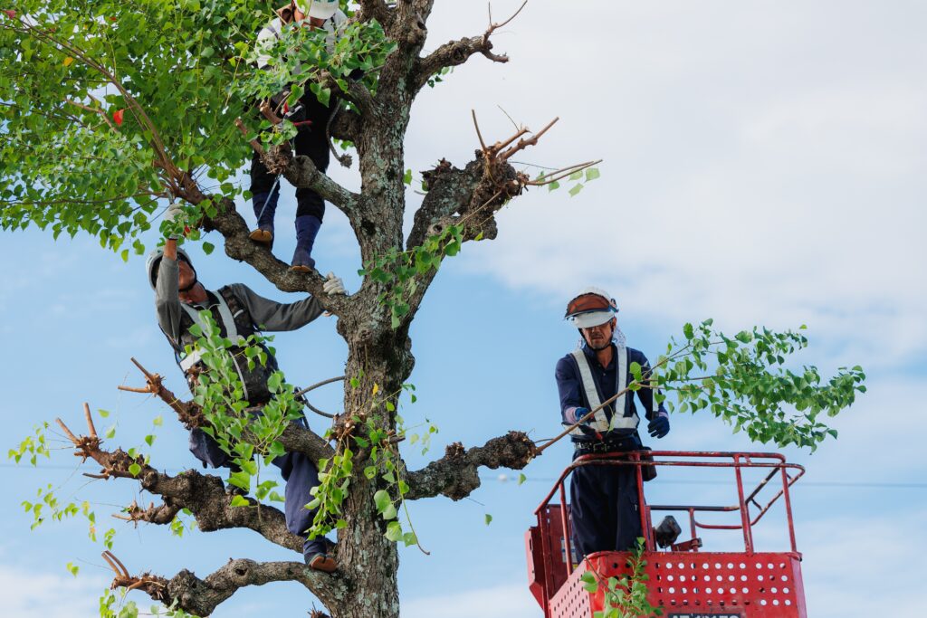 浜松市 正社員求人情報 舩越造園 造園業/庭師/造園師/植木職 - 造園業の醍醐味と安心感の両立。氷河期世代の転職実績も有り。
